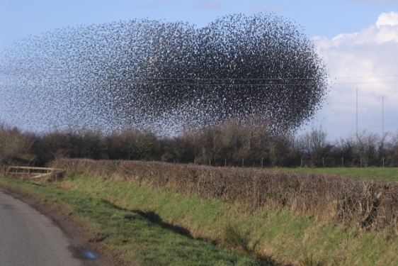 photo of a flock of birds